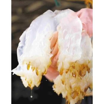 海蜇進(jìn)口清關(guān)責(zé)任心強(qiáng)