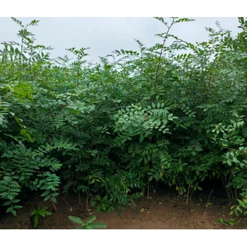 安徽馬鞍山批發(fā)花椒苗價(jià)格-50公分花椒苗