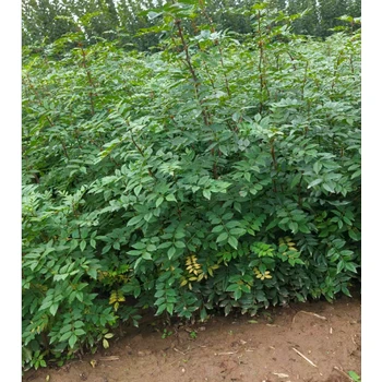 安徽馬鞍山批發(fā)花椒苗價(jià)格-50公分花椒苗