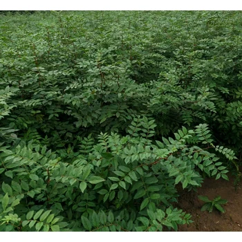 安徽馬鞍山批發(fā)花椒苗價(jià)格-50公分花椒苗