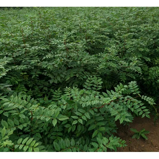 河南鶴壁批發(fā)花椒苗