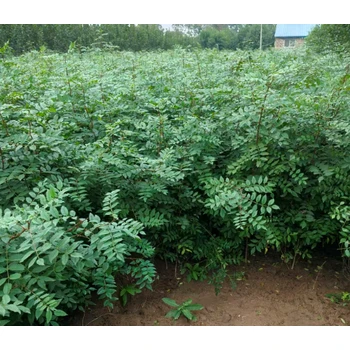 安徽馬鞍山批發(fā)花椒苗價(jià)格-50公分花椒苗