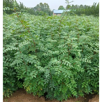 安徽馬鞍山批發(fā)花椒苗價(jià)格-50公分花椒苗