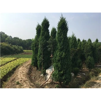 河南河南檜常綠灌木豐富的色彩變化