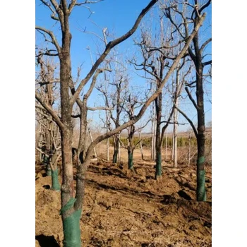 旅順口大量出售東方綠化苗木綠化苗圃