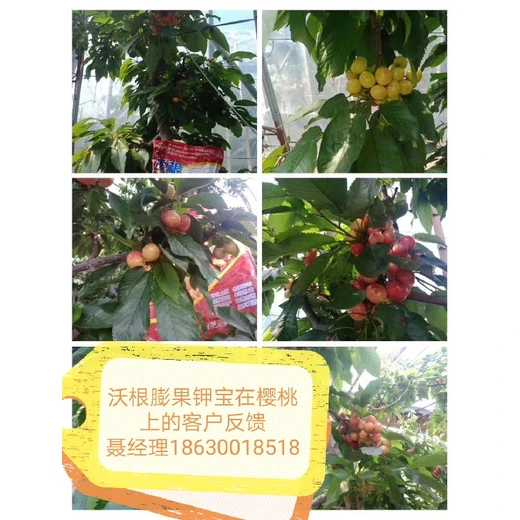 沃根綠葉膨果鉀鈣生根調(diào)土膨果增甜防裂