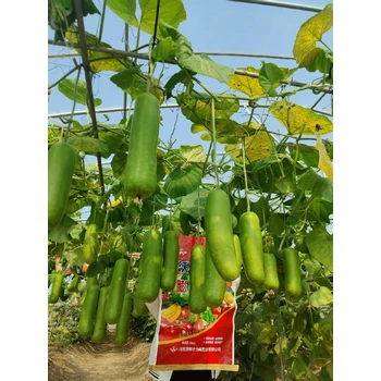 沃根膨果高鉀高鈣寶促芽壯花，均勻膨果，抗逆耐儲