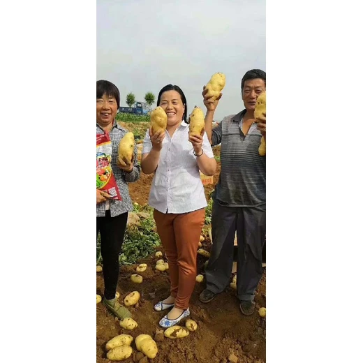 為峰高鉀高鈣寶生根改土，保果防畸，增甜提色
