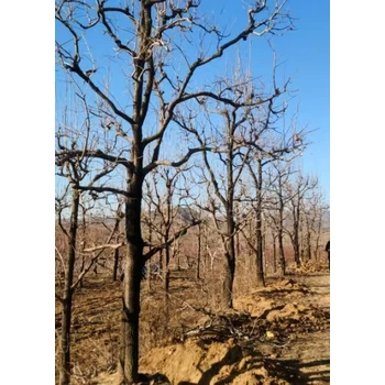 大連普蘭店大量出售綠化苗木綠化苗圃