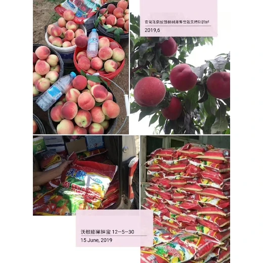 深根抗逆，花壯果勻，甜脆防裂沃根膨果鉀寶廠家