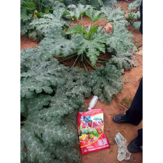 沃根膨果鉀寶花多果勻，增甜著色，抗逆防衰