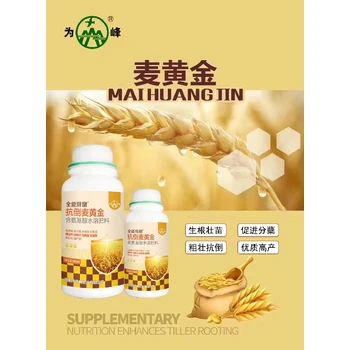 早返青多成穗，抗倒伏增粒重抗倒為峰麥黃金正品