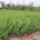河南潢川40公分迎春苗園林配植造景苗圖