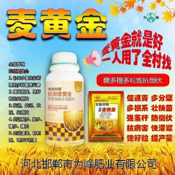 返青促蘗抗倒伏，灌漿增重產(chǎn)量高抗倒為峰麥黃金廠家