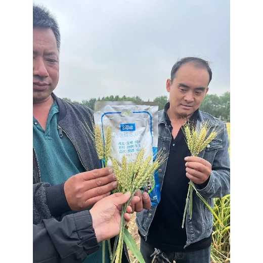 增強根系活力，促進(jìn)植株健壯為峰顆粒硅肥