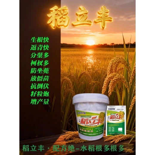 水稻返青肥快速返青，縮短緩苗適應周期稻立豐效果好
