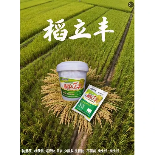 破解坐蔸，苗情健壯不拖后勢稻立豐