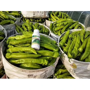 促花授粉辣椒三落停辣椒葉面肥效果,椒多豐廠家批發(fā)