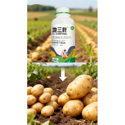 土豆洋蔥根莖膨大增產(chǎn)根莖膨大劑用法用量,為峰肥業(yè)地三胖