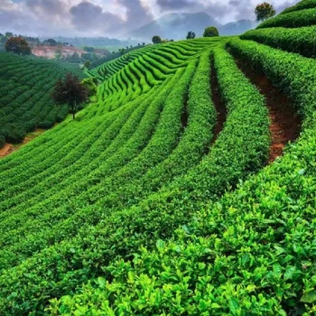 花芽催化為峰肥業(yè)茶葉葉面肥好不好,為峰肥業(yè)茶茬豐廠家批發(fā)