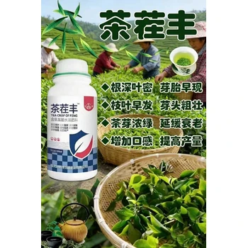 提質(zhì)增產(chǎn)，核心在于育出肥壯芽茶茬豐價(jià)格