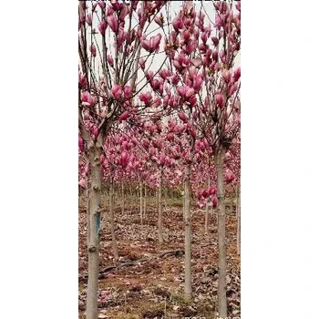 鞍山批發(fā)玉蘭花樹苗玉蘭樹苗