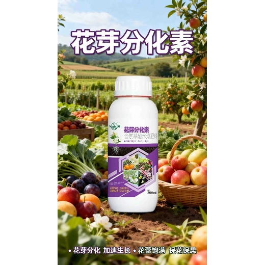 促花保果調節(jié)劑花芽分化素怎么使用,為峰肥業(yè)花芽分化素