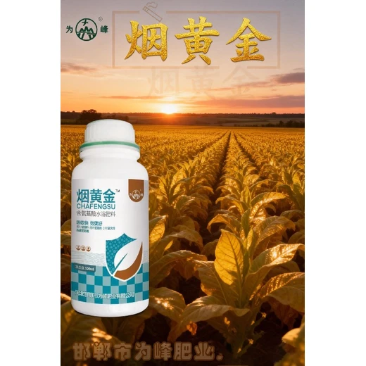 成熟期調(diào)控佳，落黃整齊一致性好煙黃金價格