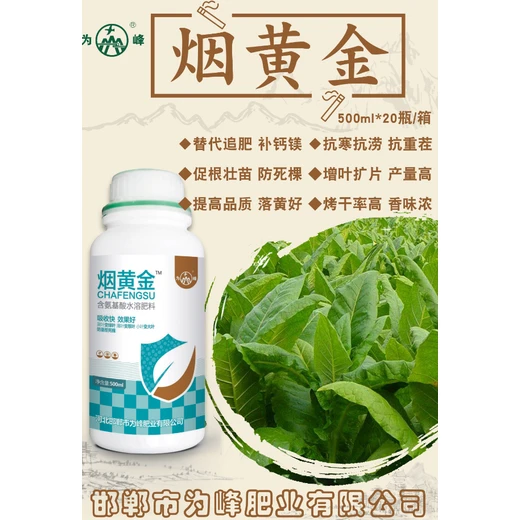 煙黃金正品培育肥厚葉片，葉色濃綠無雜色