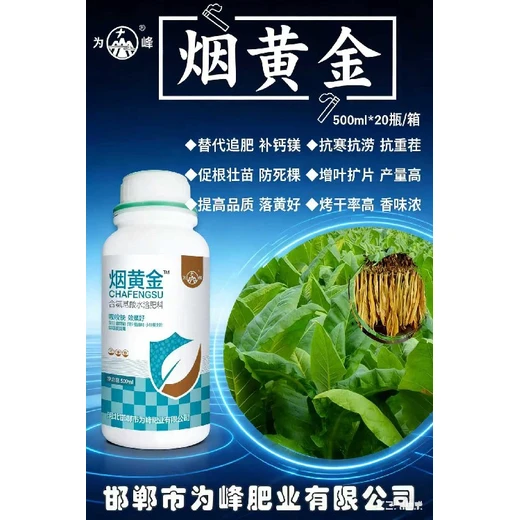 優(yōu)化煙葉落黃，落黃均勻品相佳煙黃金價(jià)格