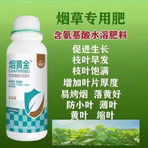 改善葉片結(jié)構(gòu)，為增厚濃綠打基礎(chǔ)煙黃金價(jià)格