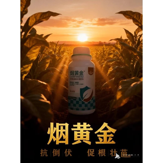 煙黃金代理小葉膨大增厚，葉色濃綠長勢齊