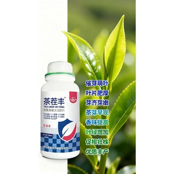 花芽催化茶葉快長茶葉葉面肥效果,為峰肥業(yè)茶樹催芽劑