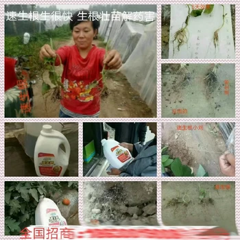 生根緩苗根白金生根肥用法用量,生根肥廠家招商