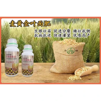 為峰肥業(yè)糧滿倉小麥高產(chǎn)增產(chǎn)肥質(zhì)量,小麥胖墩廠家招商