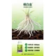 低溫生根根多壯生根肥怎么樣,為峰肥業(yè)生根液產(chǎn)品圖