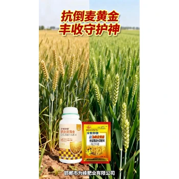 返青分蘗金滿倉(cāng)小麥高產(chǎn)增產(chǎn)肥作用,小麥胖墩廠家招商