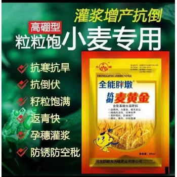 灌漿飽籽分蘗肥小麥高產(chǎn)增產(chǎn)肥代理,小麥胖墩廠家招商