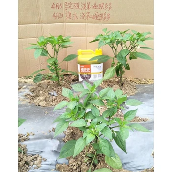 根旺苗壯根白金生根肥代理,為峰肥業(yè)生根液