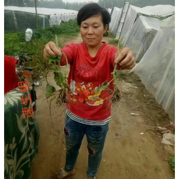 促生根根多壯生根肥代理,生根劑廠家批發(fā)