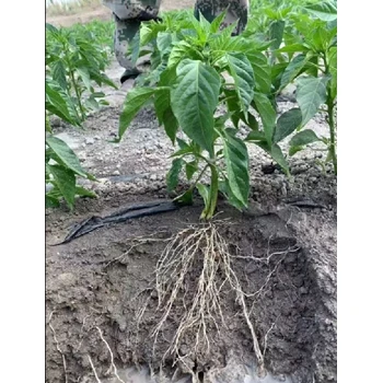 生根緩苗生根劑生根肥經(jīng)銷,生根劑廠家批發(fā)