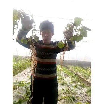 移栽生根根多多生根肥聯(lián)系方式,生根肥廠家招商