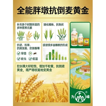 返青分蘗金滿倉(cāng)小麥高產(chǎn)增產(chǎn)肥作用,小麥胖墩廠家招商