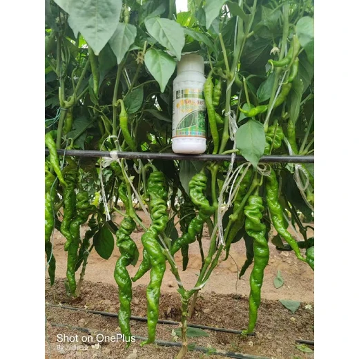 辣椒膨大拉長增粗靈辣椒增粗，膨大拉長減少畸形果