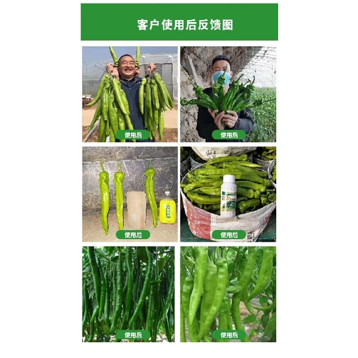 辣椒膨大增粗靈激活細胞，膨大拉長增粗果質(zhì)優(yōu)
