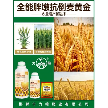 為峰肥業(yè)金滿倉(cāng)小麥高產(chǎn)增產(chǎn)肥作用,麥黃金葉面肥批發(fā)