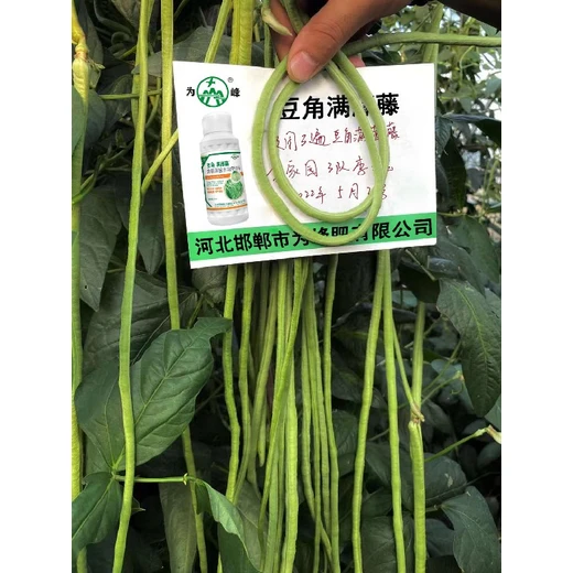 豆角滿藤藤代理授粉拉直翠綠抗病