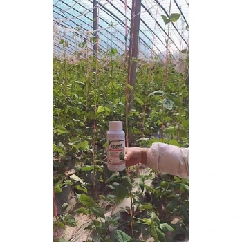 授粉拉直翠綠抗病豆角滿藤藤效果好