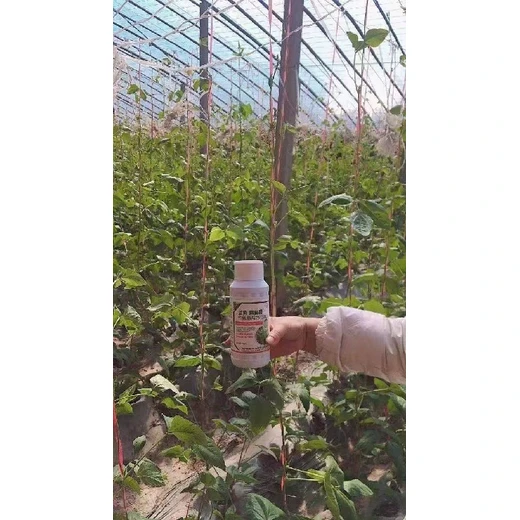 豆角滿藤藤正品授粉護(hù)莢翠綠拉直