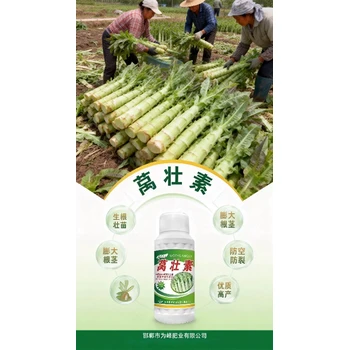 增粗拉長萵筍膨大劑萵筍葉面肥加工,萵筍萵壯素廠家批發(fā)